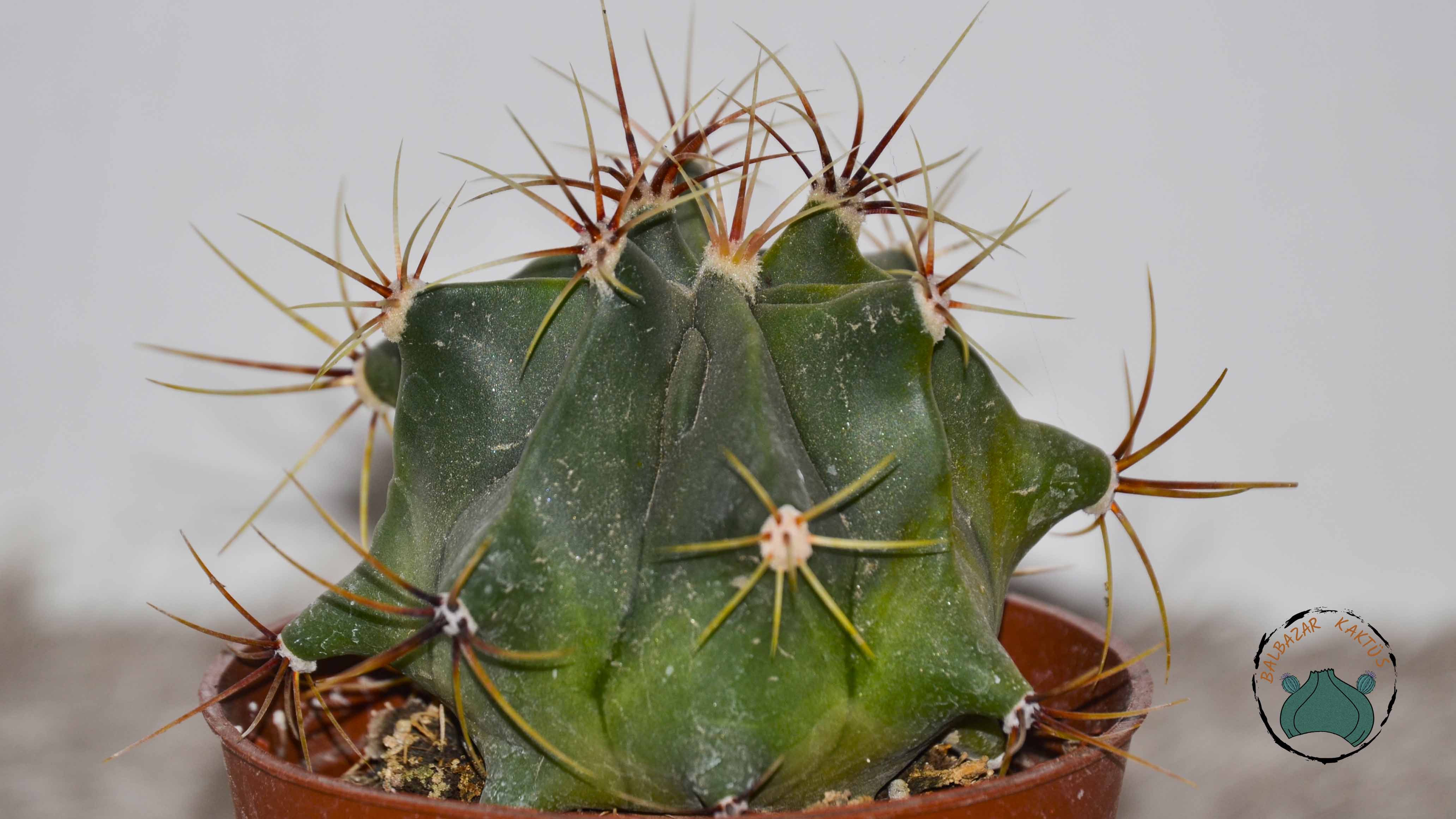 Ferocactus