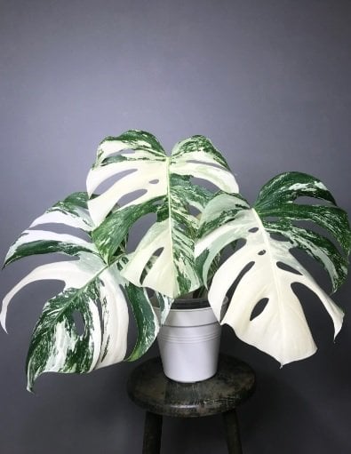Monstera Deliciosa Albo Variegata