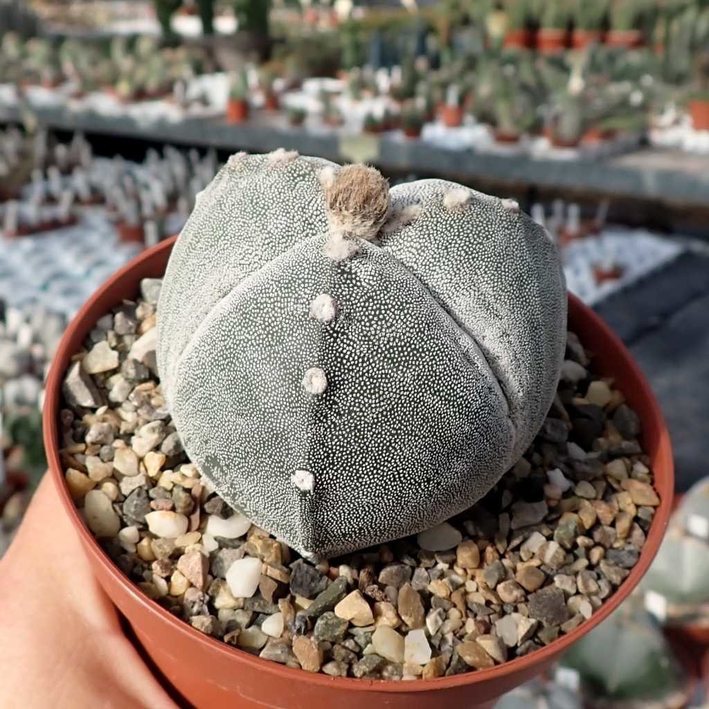 Astrophytum Türleri