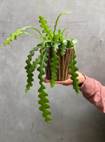 Atlas Çiçeği Türleri