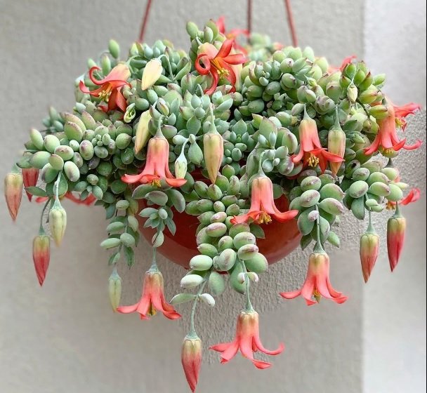 Cotyledon Pendens 
